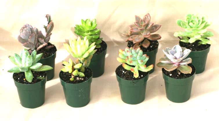 2" Succulents